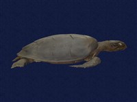 藏品(綠蠵龜)的圖片